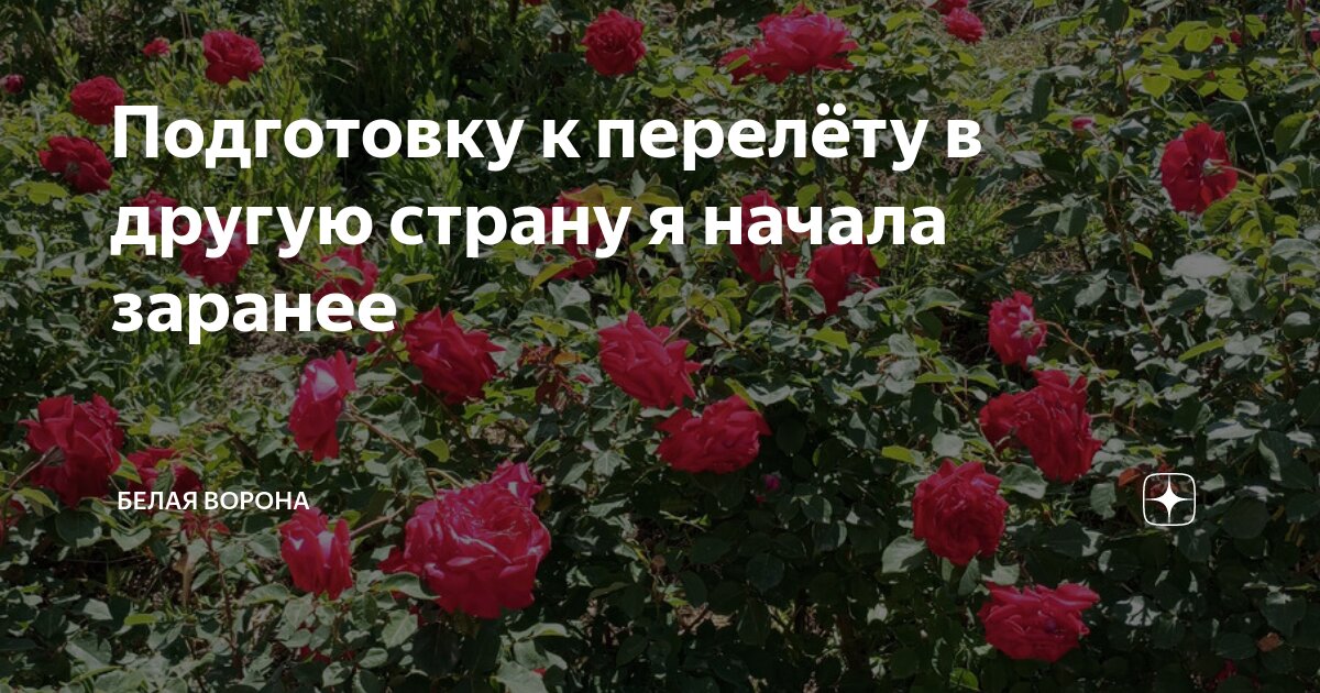 Подготовку к перелёту в другую страну я начала заранее | Белая ворона ...