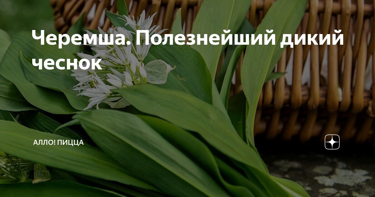Черемша. Полезнейший дикий чеснок | Алло! Пицца | Дзен