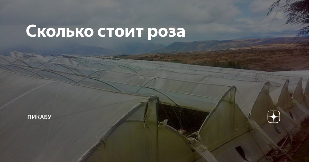 сколько стоит 21 роза в украине