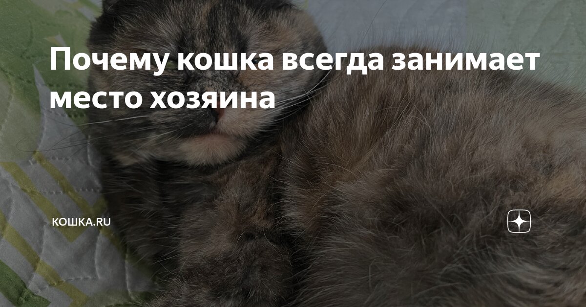 почему кошка не подходит к хозяину