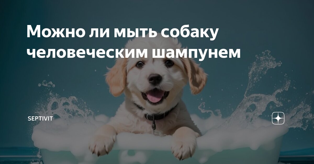 Можно ли мыть собаку человеческим шампунем | SEPTIVIT | Дзен