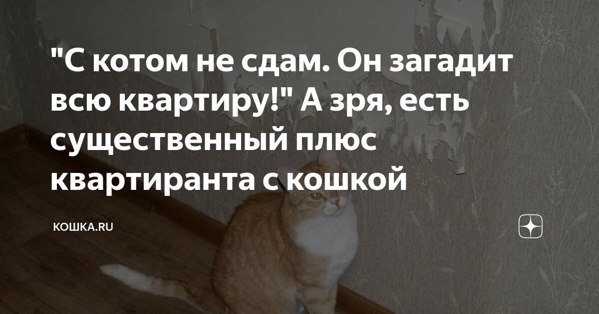 SOS!!!Отговорите заводить кота!!!!!!!!!!!!!!!!!!!. Домашние животные