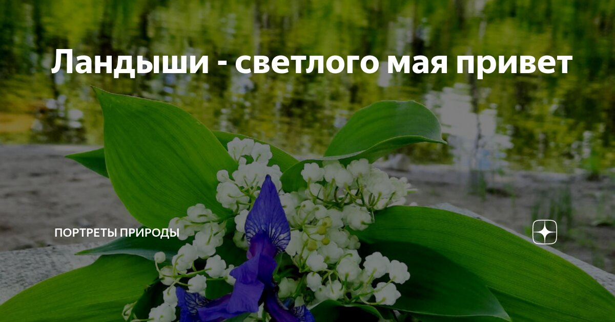 Тюльпаны ландыши. Ландыши ландыши светлого мая привет текст. Ландыши ландыши светлого мая привет. Ландыши светлого мая привет песня слушать. Песня ландыши ландыши светлого мая привет.