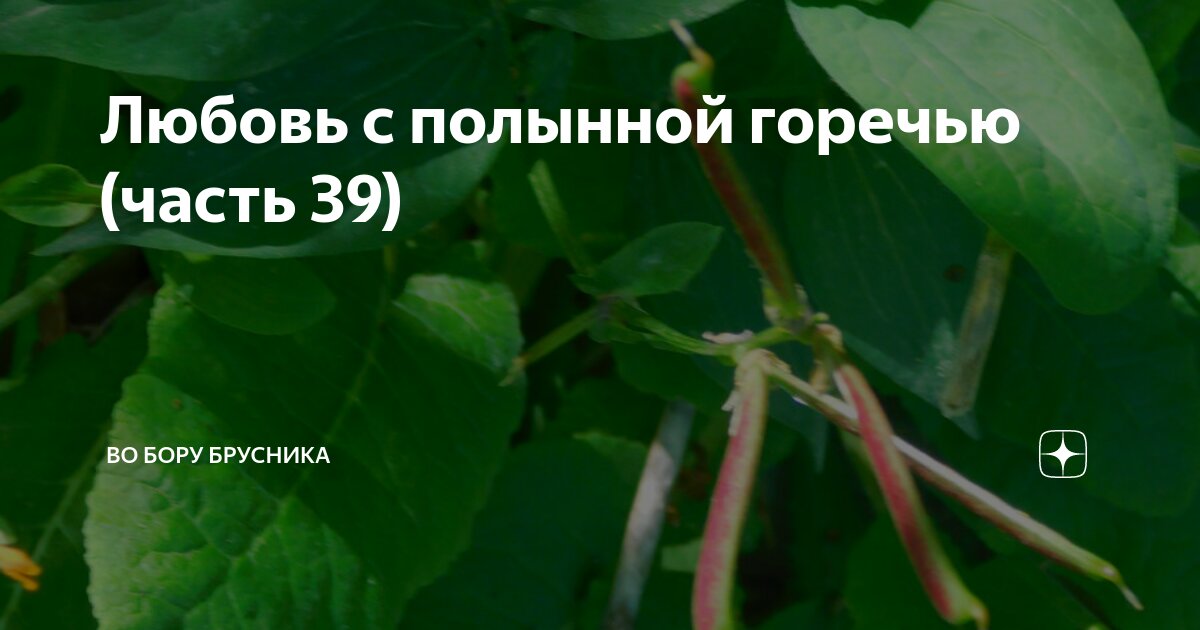 Любовь с полынной горечью ч 13. Любовь с полынной горечью ч 13. Любовь с полынной горечью ч 13. А любовь как сон стороной прошла. Любовь с полынной горечью ч 13.