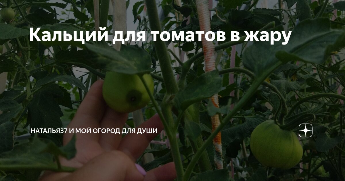 Кальций для томатов в жару | Наталья37 и мой огород для души | Дзен