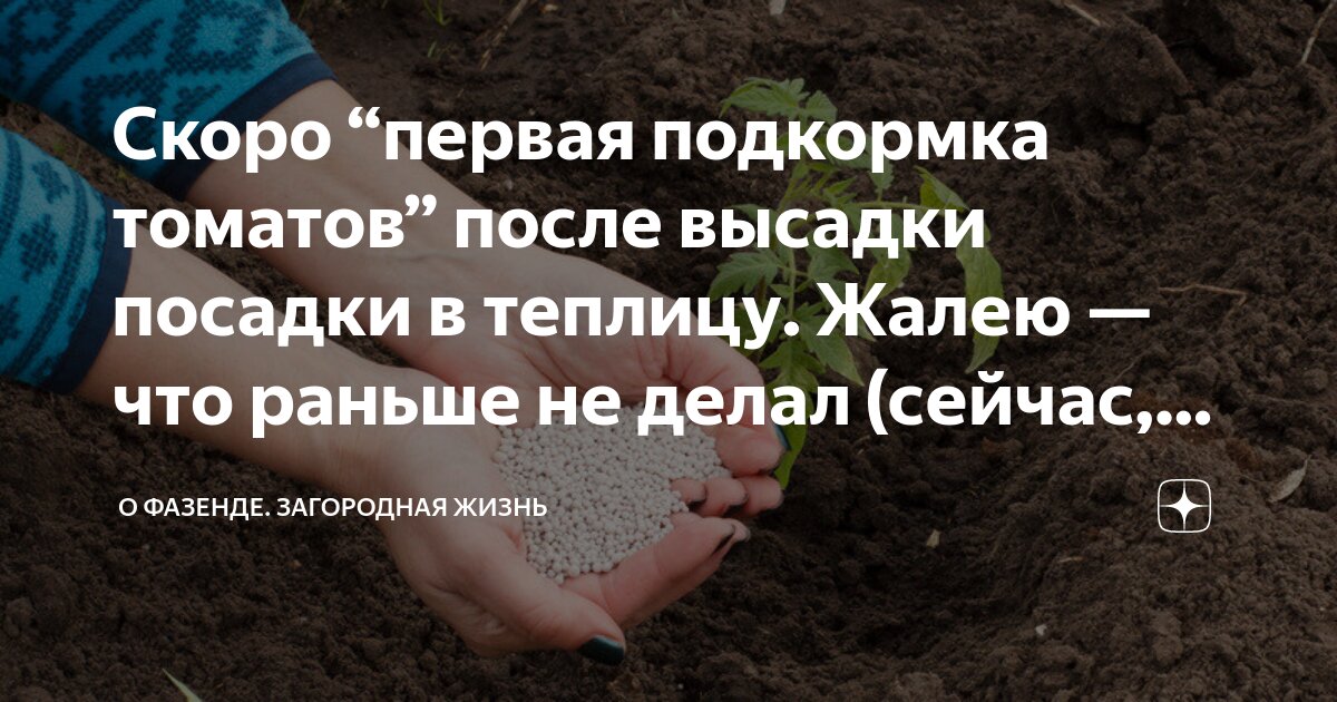 Скоро “первая подкормка томатов” после высадки посадки в теплицу. Жалею ...