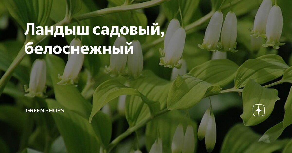Ландыш садовый, белоснежный | GREEN SHOPS | Дзен