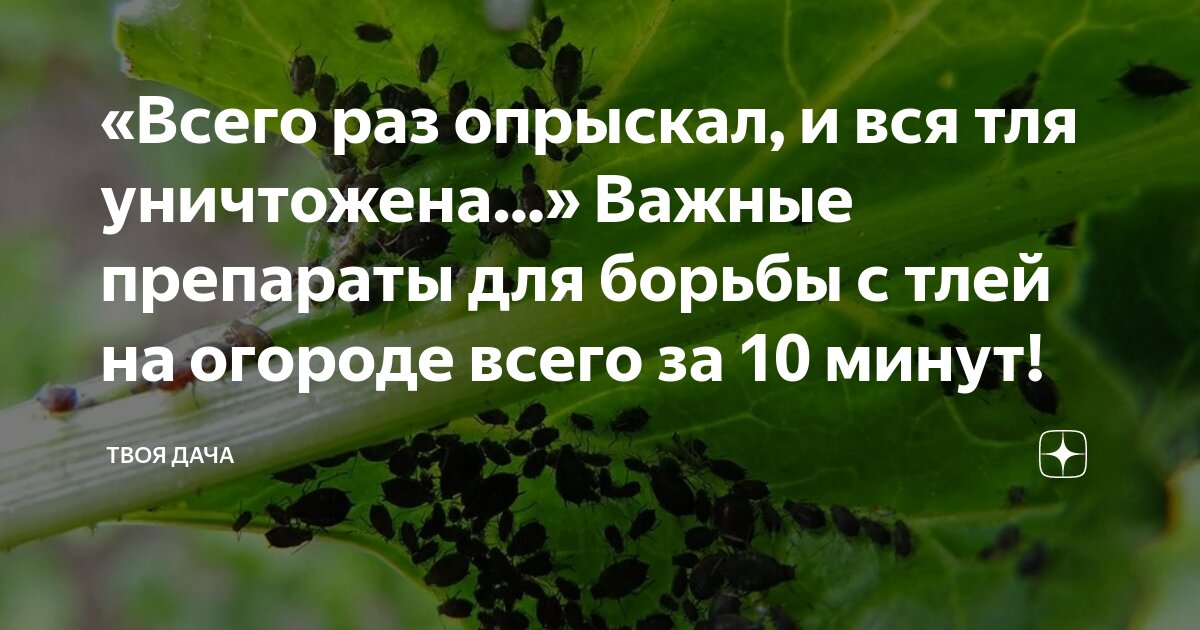 «Всего раз опрыскал, и вся тля уничтожена…» Важные препараты для борьбы ...