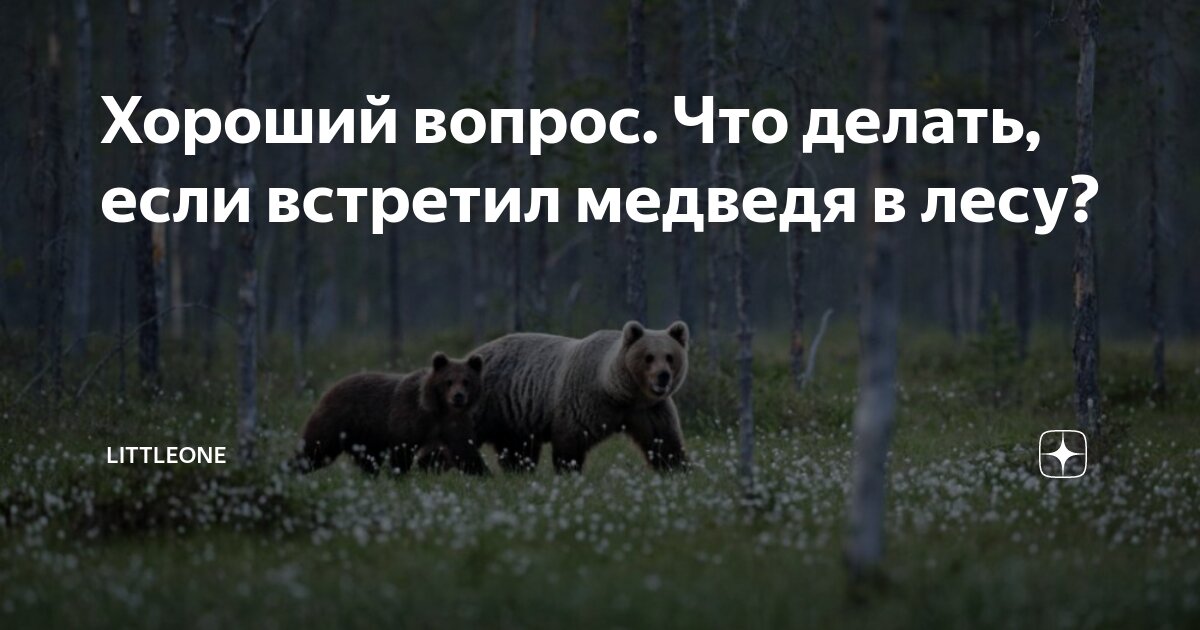 Как спастись от медведя в лесу: убежать, отпугнуть, защищаться