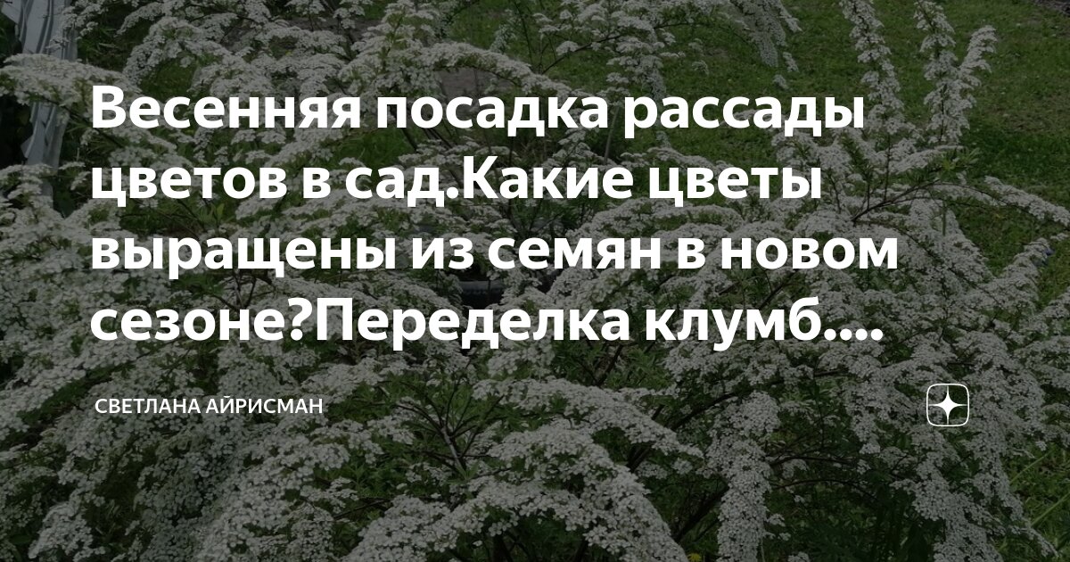 Весенняя посадка рассады цветов в сад.Какие цветы выращены из семян в ...