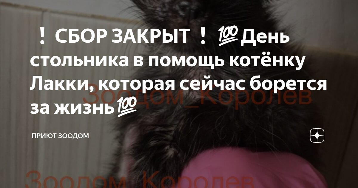 СБОР ЗАКРЫТ 💯День стольника в помощь котёнку Лакки, которая сейчас ...