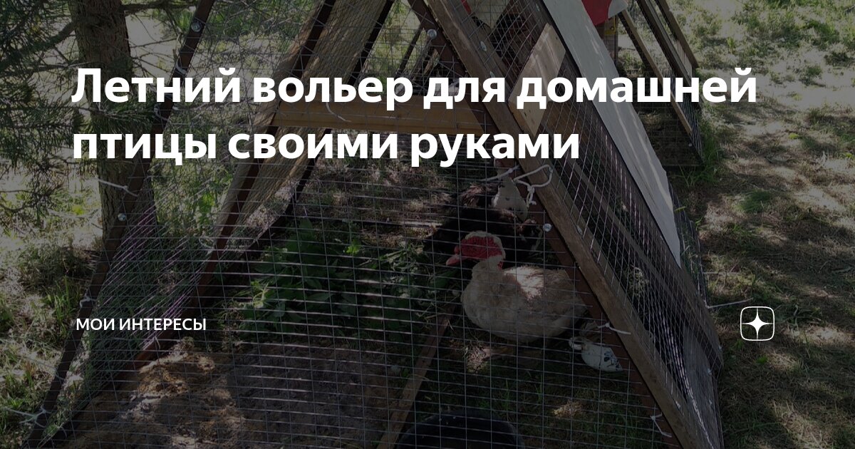 Утиный домик и как обустроить утятник своими руками