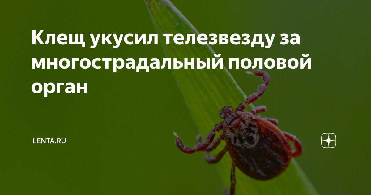 Укусы насекомых в половой член: основные риски . Клиника оперативной урологии и андрологии