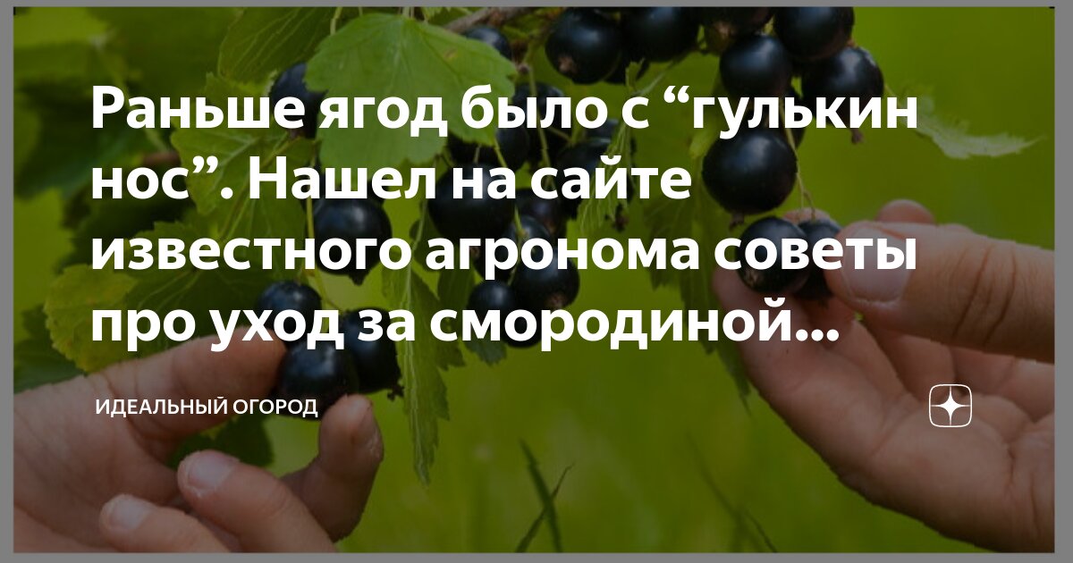 Раньше ягод было с “гулькин нос”. Нашел на сайте известного агронома ...