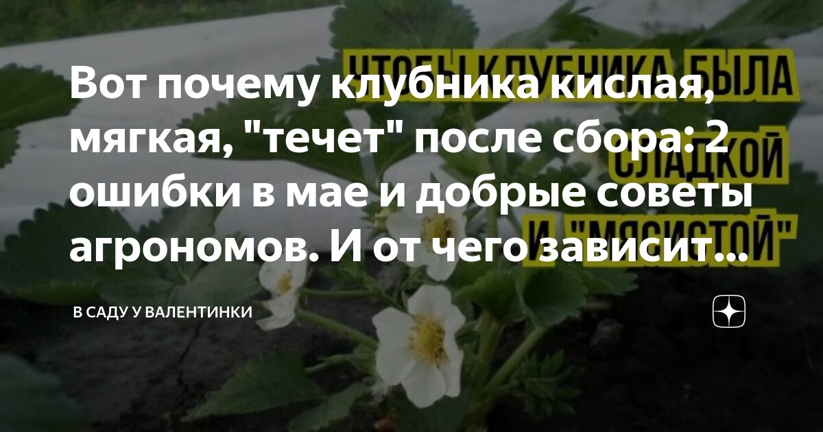 Вот почему клубника кислая, мягкая, "течет" после сбора: 2 ошибки в мае ...
