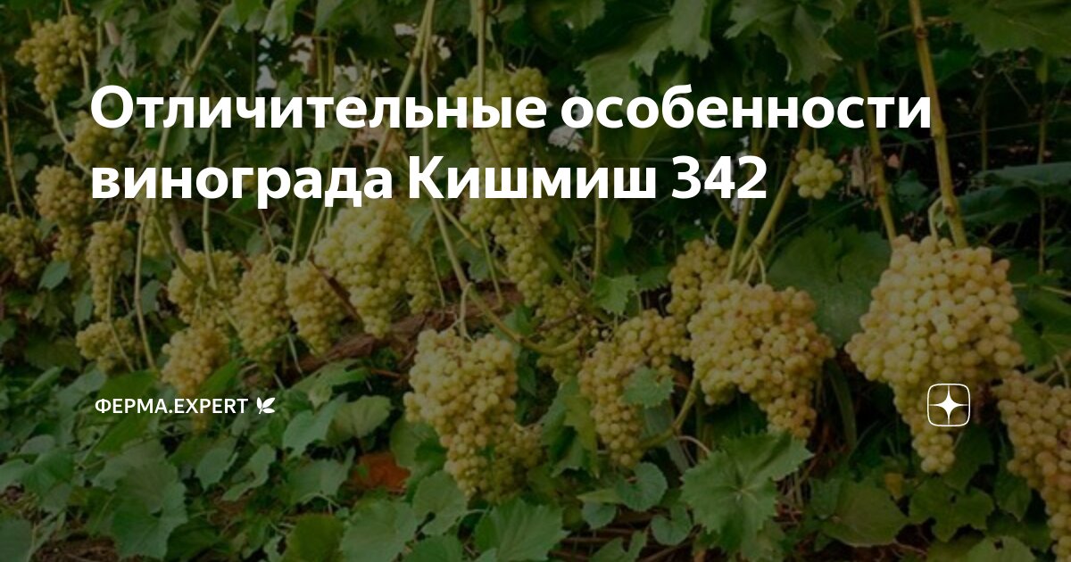 Отличительные особенности винограда Кишмиш 342 | Ферма.expert 🌿 | Дзен
