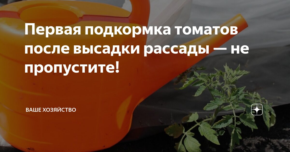 Первая подкормка томатов после высадки рассады — не пропустите! | Ваше ...