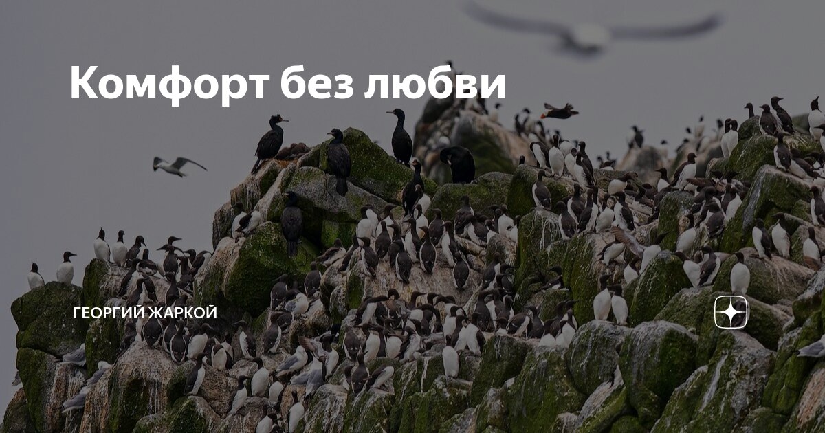 Комфорт без любви | Георгий Жаркой | Дзен