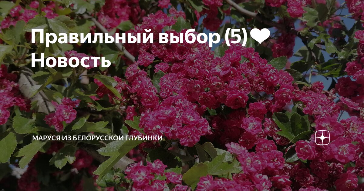 Правильный выбор (5) Новость | МАРУСЯ из белорусской глубинки | Дзен