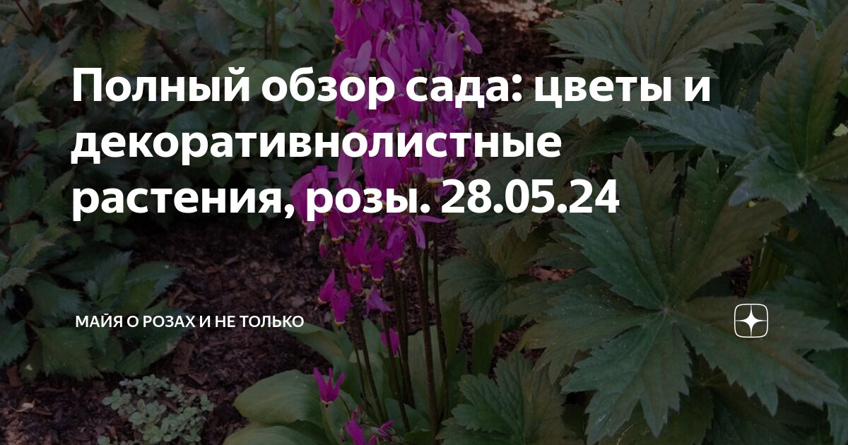 Полный обзор сада: цветы и декоративнолистные растения, розы. 28.05.24 ...