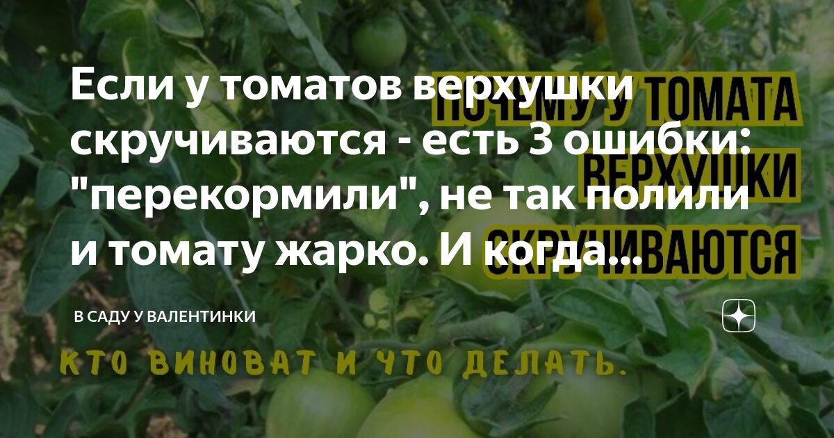 Что делать, если помидоры перекормлены борной кислотой: как спасти урожай