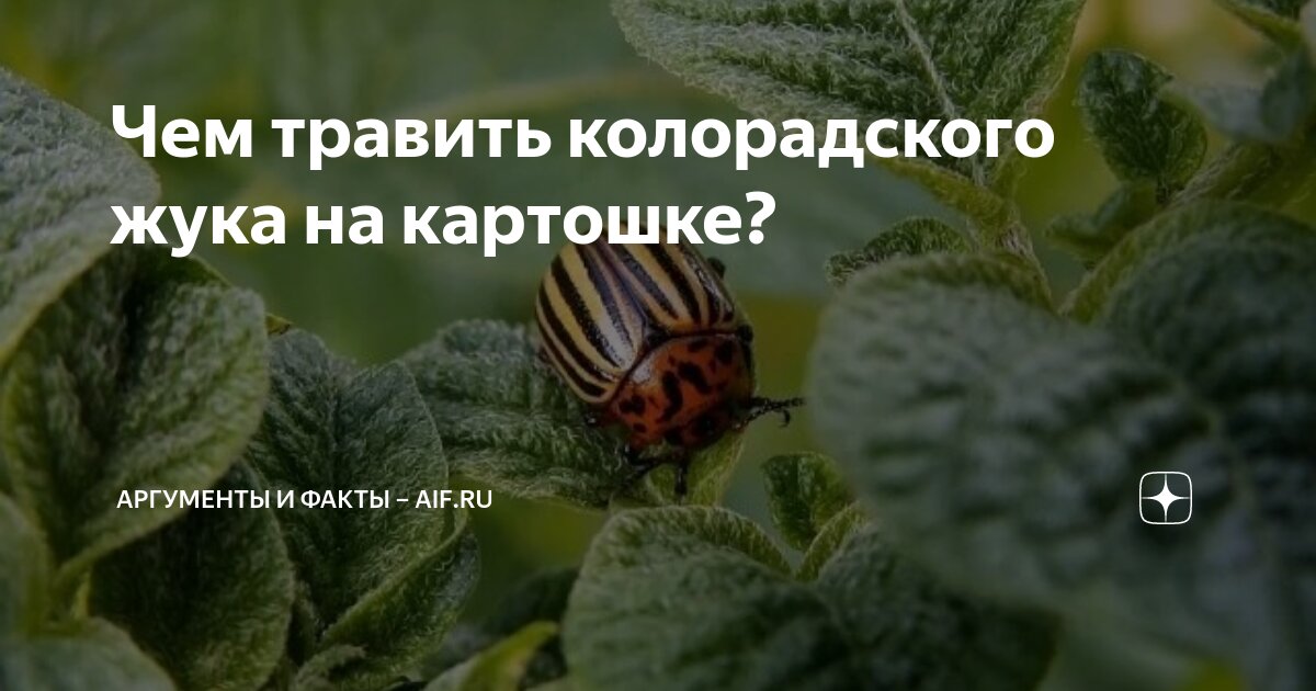 Эффективные методы борьбы с вредителем