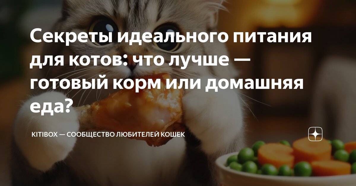 Секреты идеального питания для котов: что лучше — готовый корм или ...