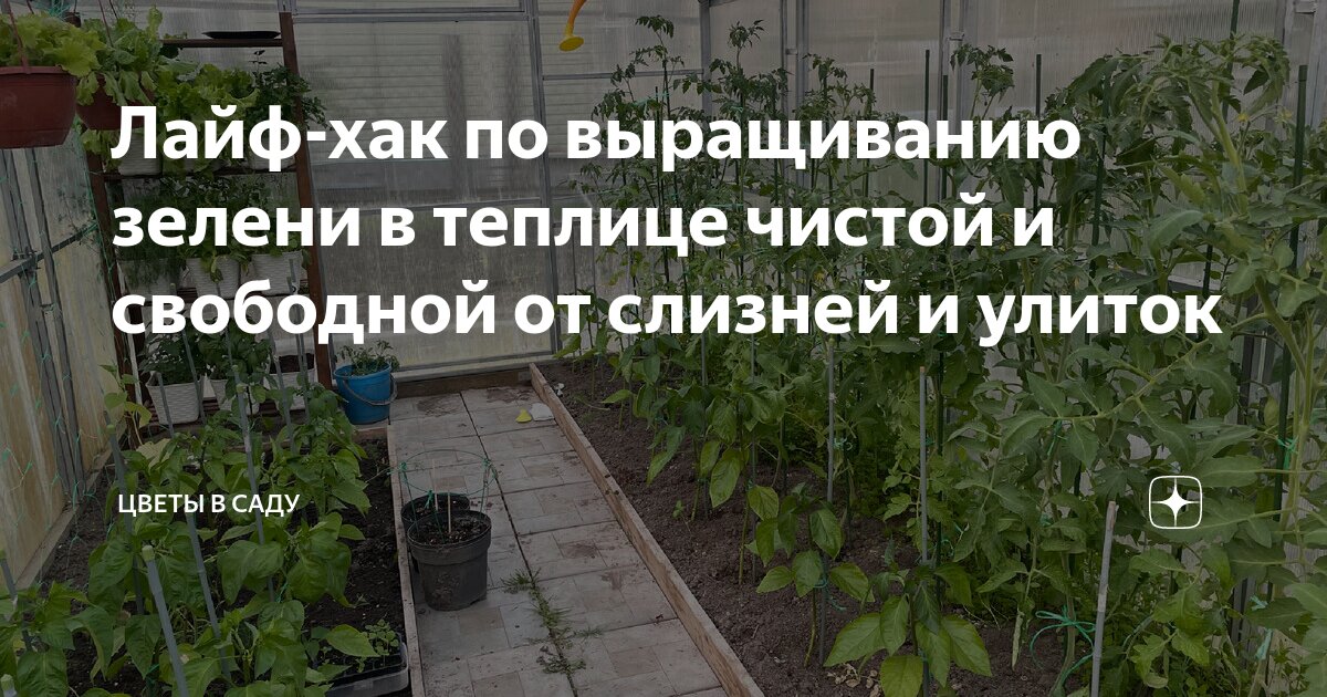 какой лук лучше сажать на зелень в теплице