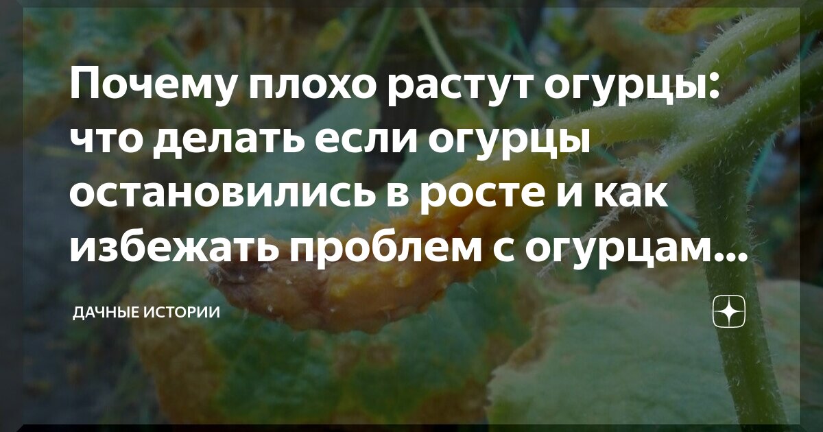 Почему завязи на огурцах не растут, засыхают, опадают и что делать