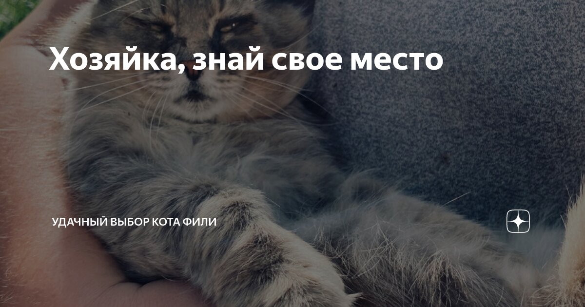 Хозяйка, знай свое место | Удачный выбор кота Фили | Дзен