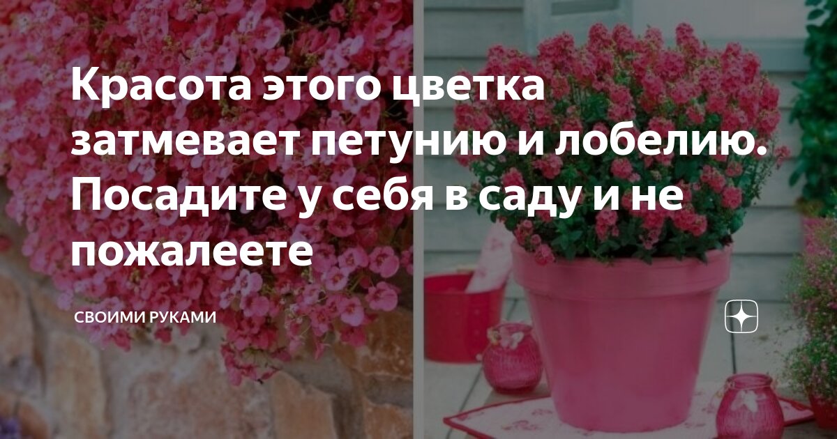 Красота этого цветка затмевает петунию и лобелию. Посадите у себя в ...