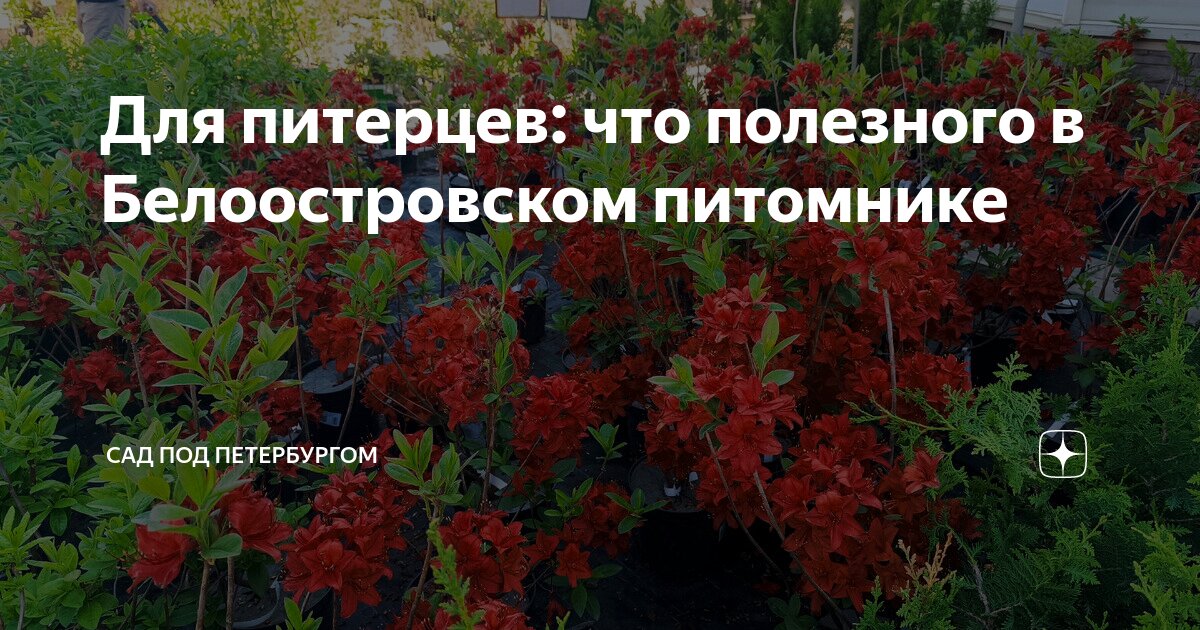 Для питерцев: что полезного в Белоостровском питомнике | Сад под ...