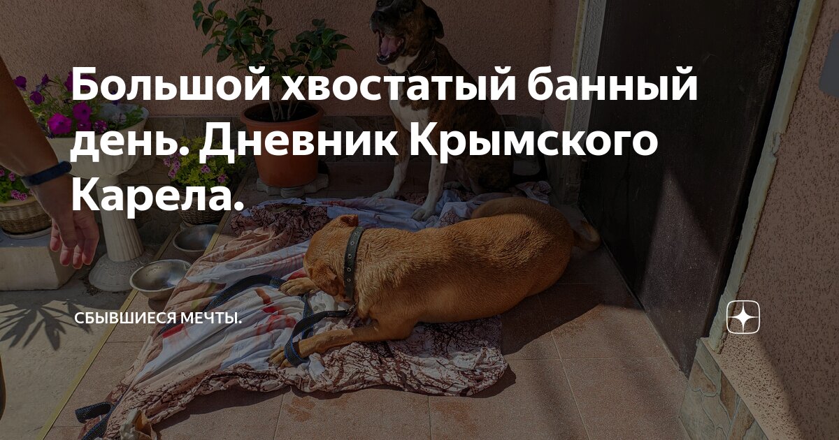 Большой хвостатый банный день. Дневник Крымского Карела. | Сбывшиеся ...
