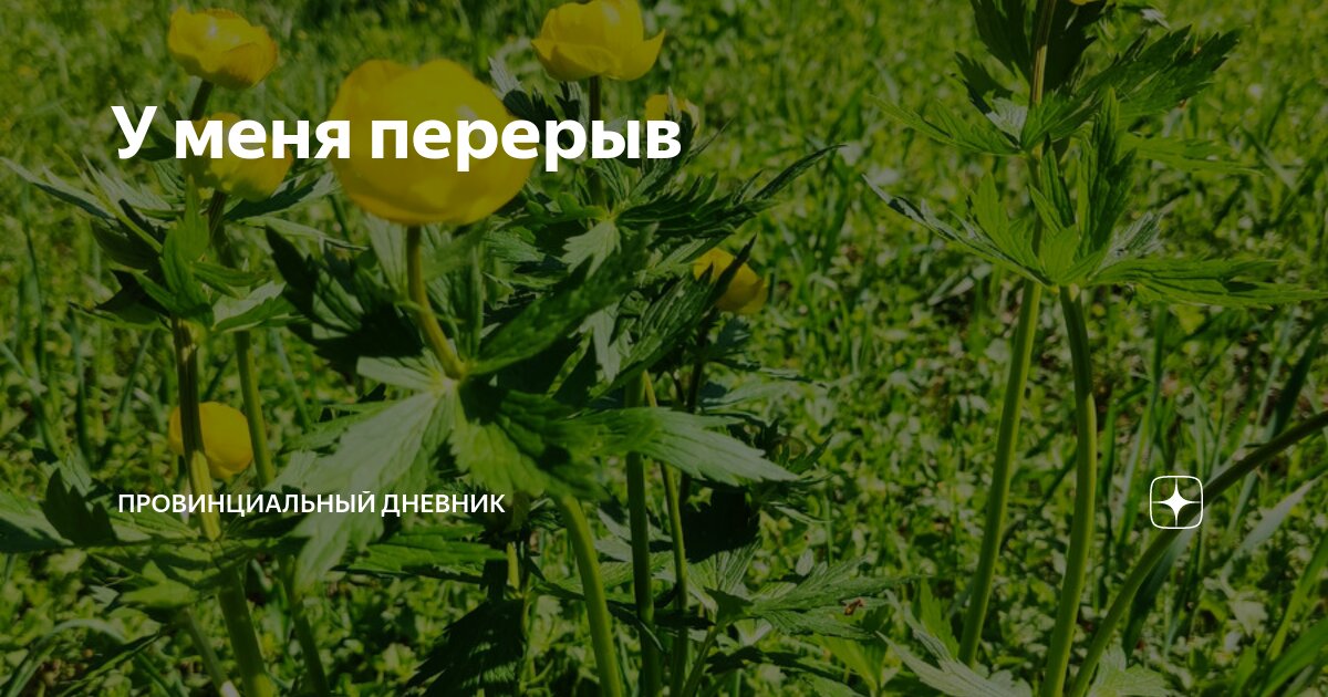 У меня перерыв | Провинциальный дневник | Дзен