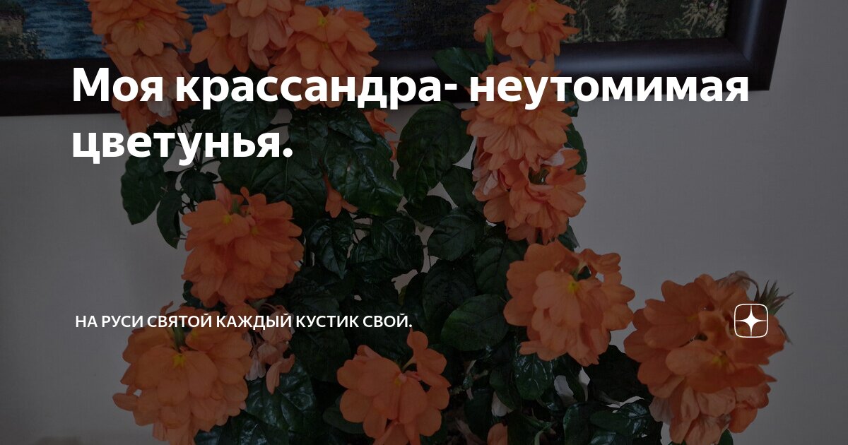 Моя крассандра- неутомимая цветунья. | На Руси святой каждый кустик ...