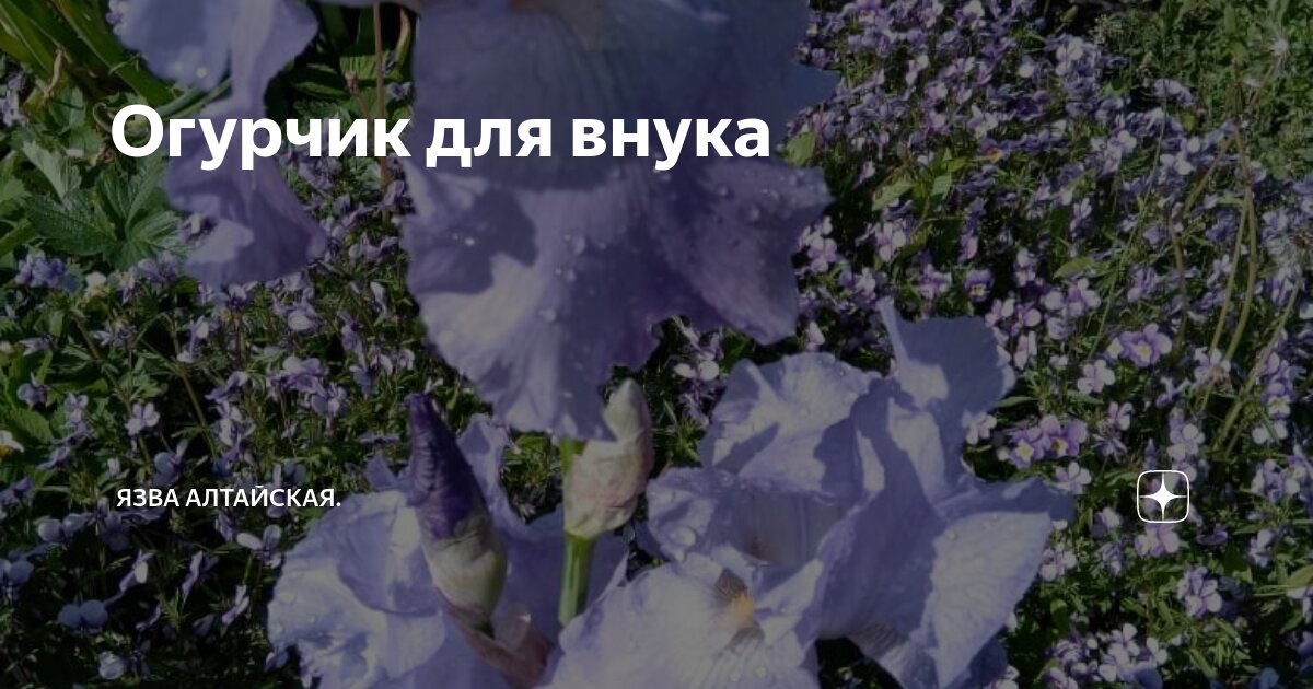Огурчик для внука | Язва Алтайская. | Дзен