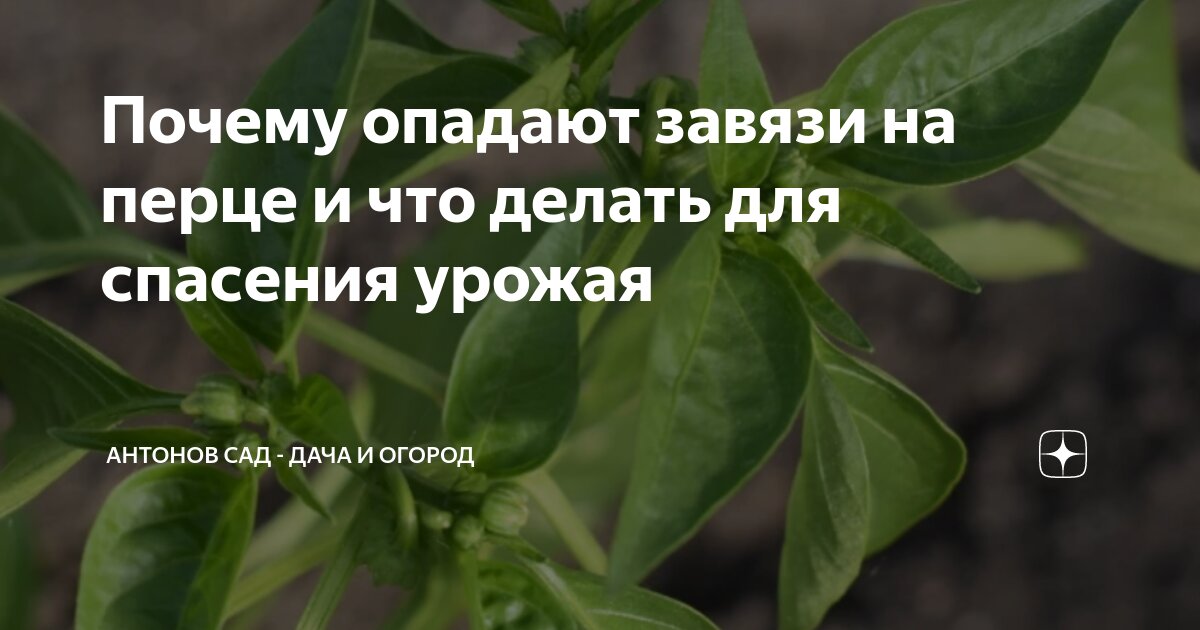 Почему опадают завязи на перце и что делать для спасения урожая ...