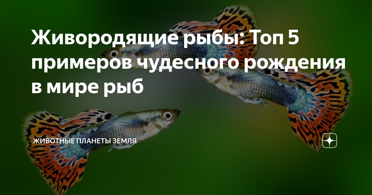 Какая температура тела у рыб. Какая температура тела у рыб