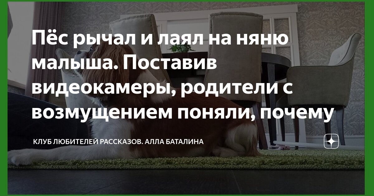 Пёс рычал и лаял на няню малыша. Поставив видеокамеры, родители с ...