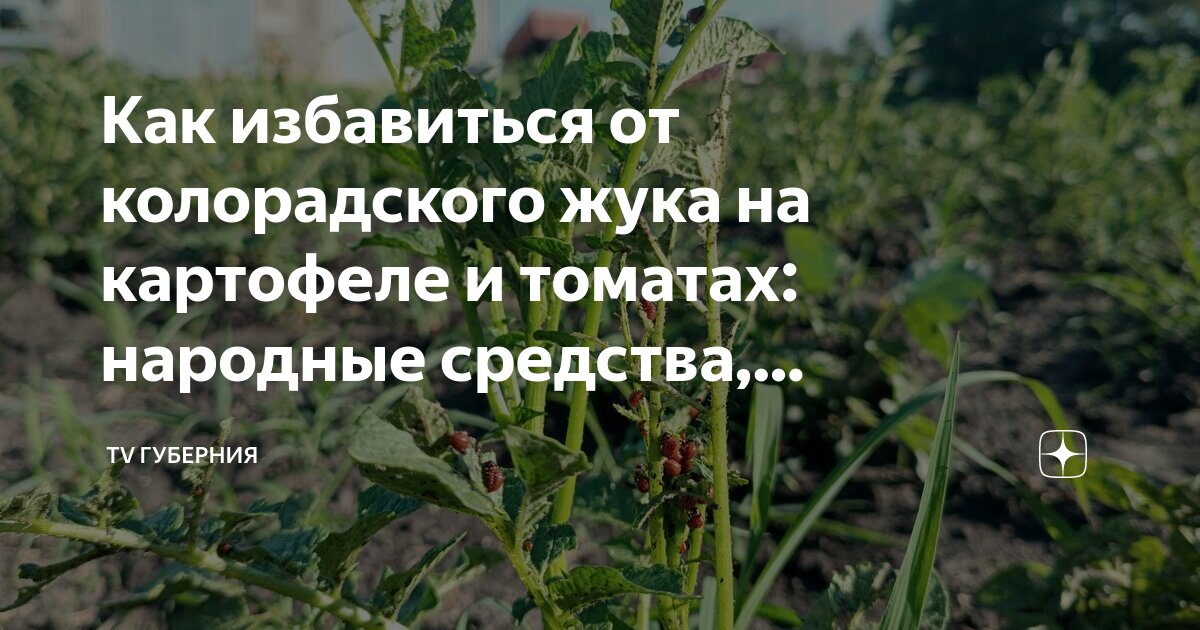 Как избавиться от колорадского жука на картофеле и томатах: народные ...