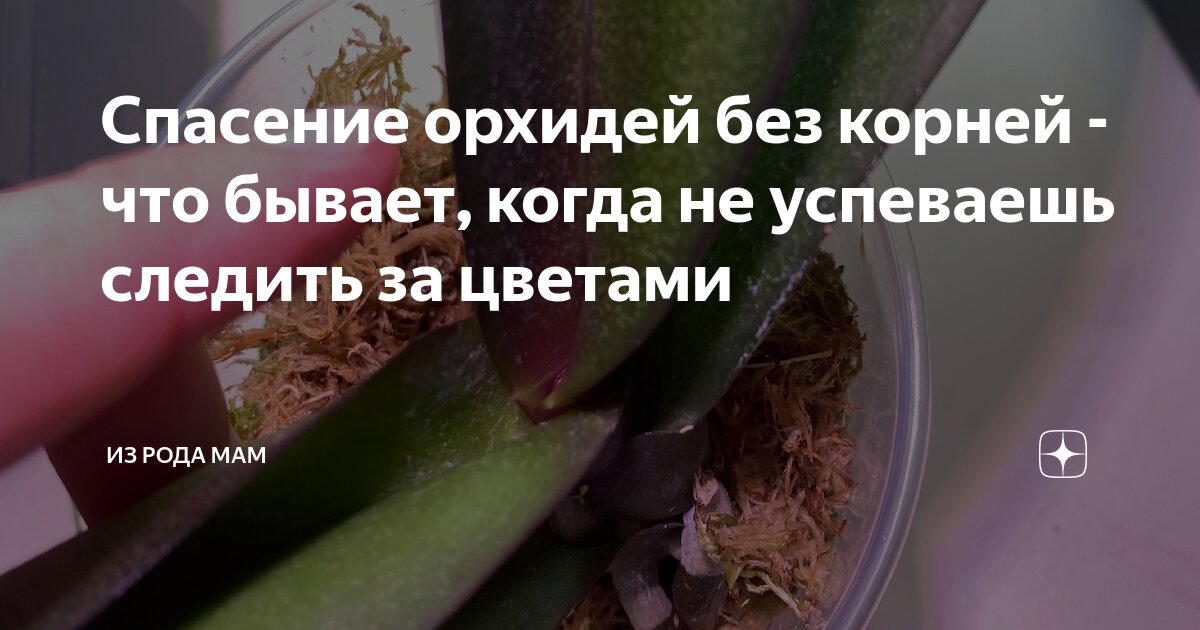 Спасение орхидей без корней - что бывает, когда не успеваешь следить за ...
