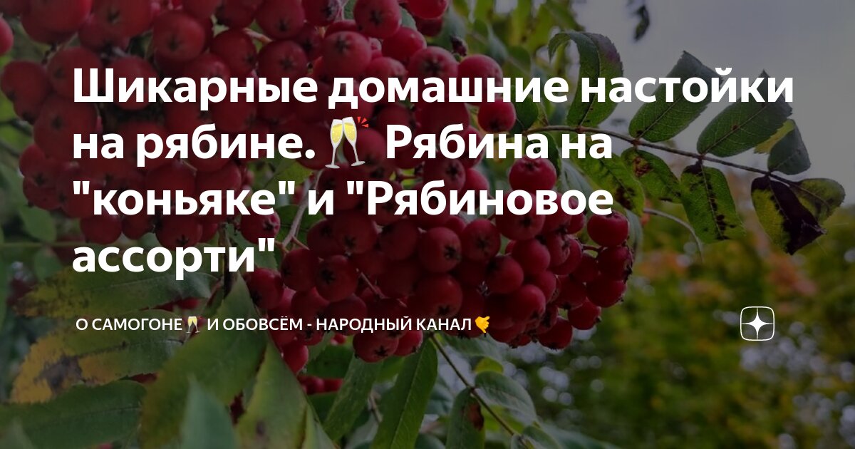 Рецепт настойки рябины на коньяке