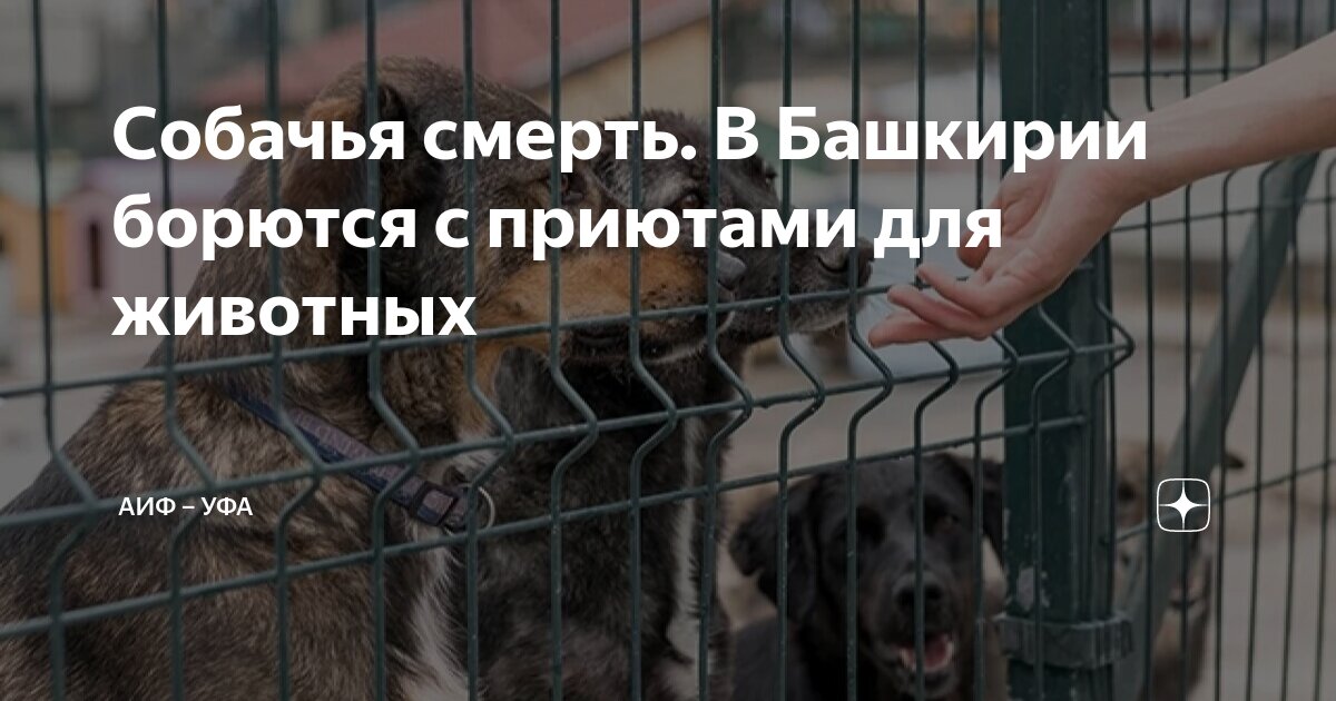 Собачья смерть. В Башкирии борются с приютами для животных | АиФ – Уфа ...