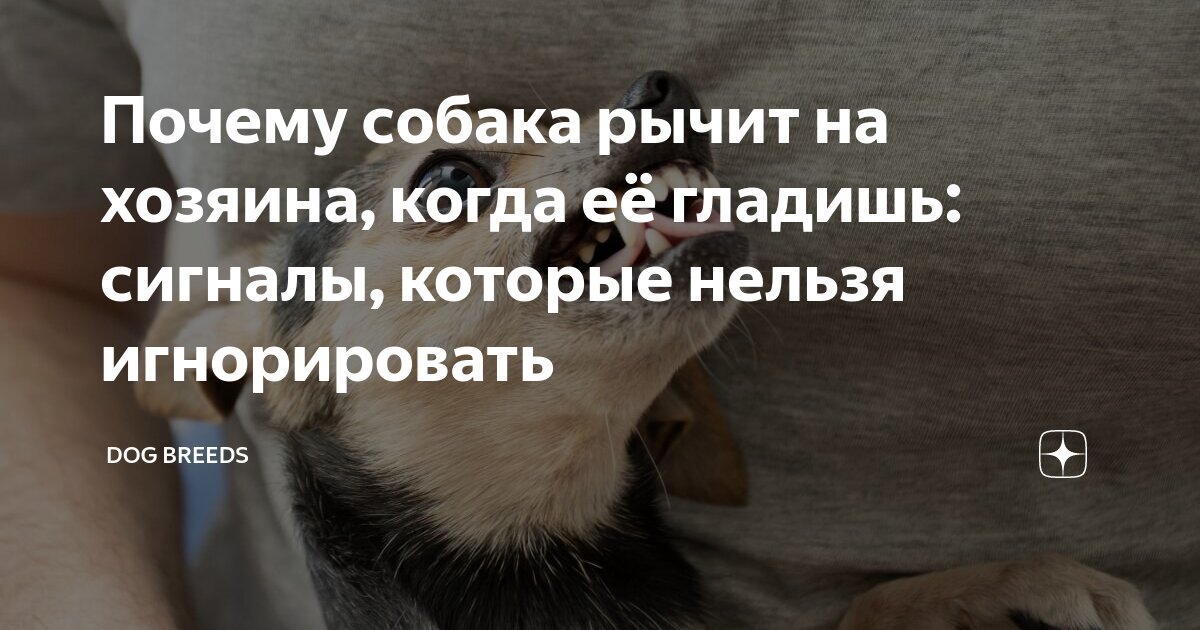 3 причины, почему ваша собака рычит на людей - отвечают эксперты Адаптил