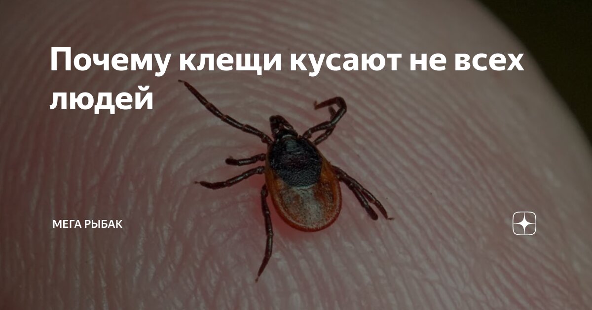 почему блохи кусают не всех людей