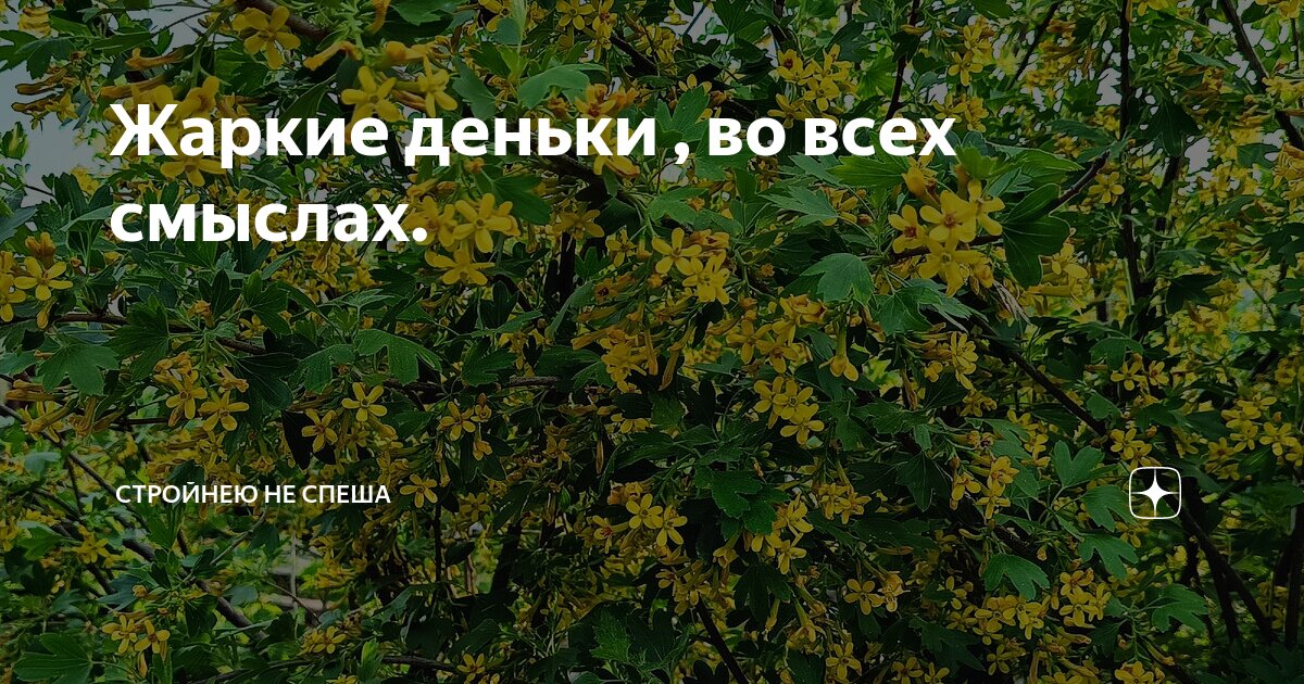 Жаркие деньки , во всех смыслах. | Стройнею не спеша | Дзен