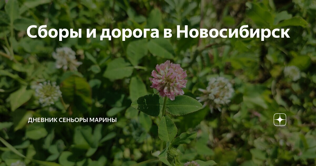 Сборы и дорога в Новосибирск | Дневник сеньоры Марины | Дзен