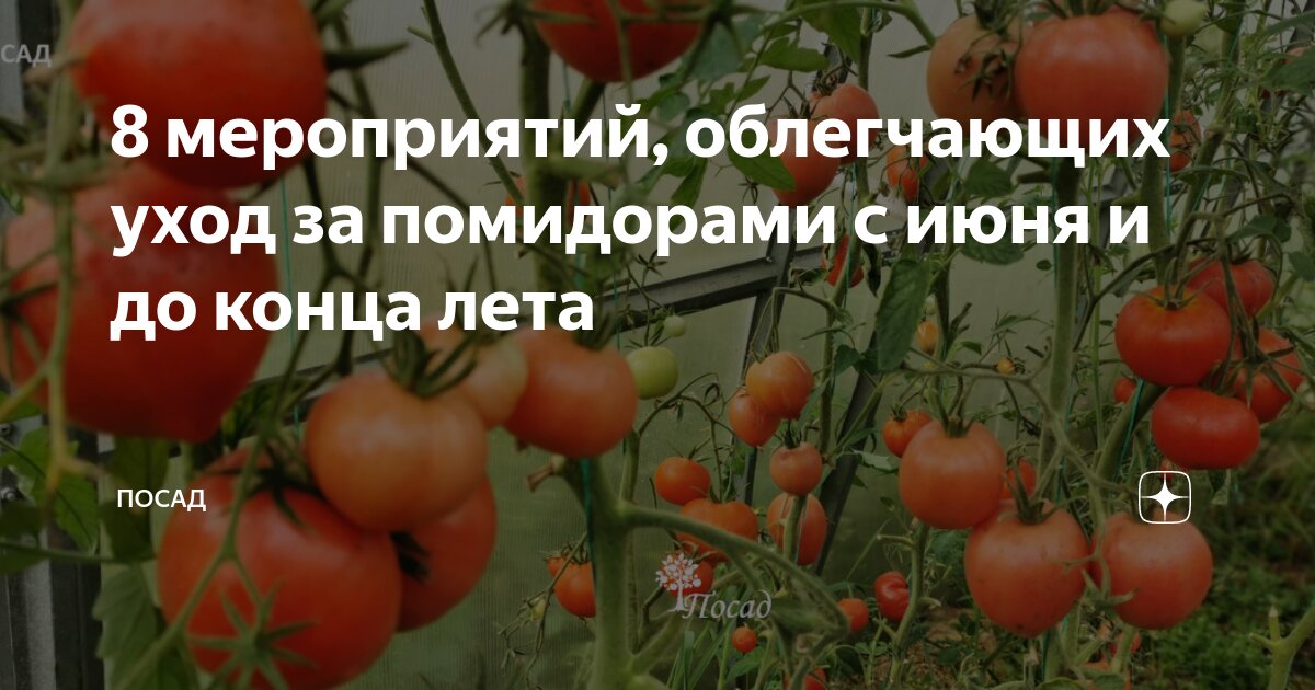 8 мероприятий, облегчающих уход за помидорами с июня и до конца лета ...