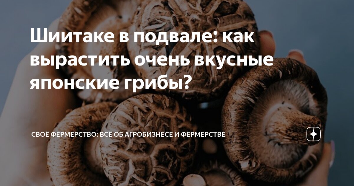 Шиитаке в подвале: как вырастить очень вкусные японские грибы? | Своё ...