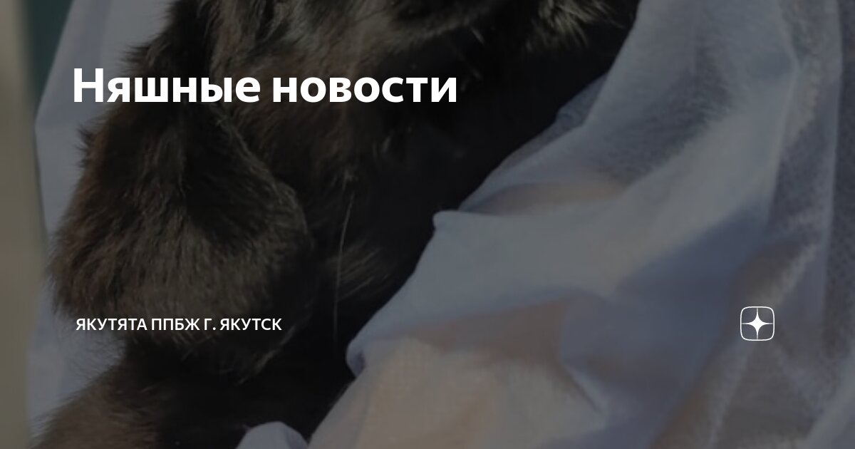 Няшные новости | Якутята ППБЖ г. Якутск | Дзен